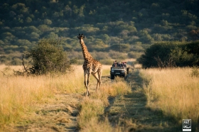 african_safari_photos_madekwi_wildlife_animals_africa_010
